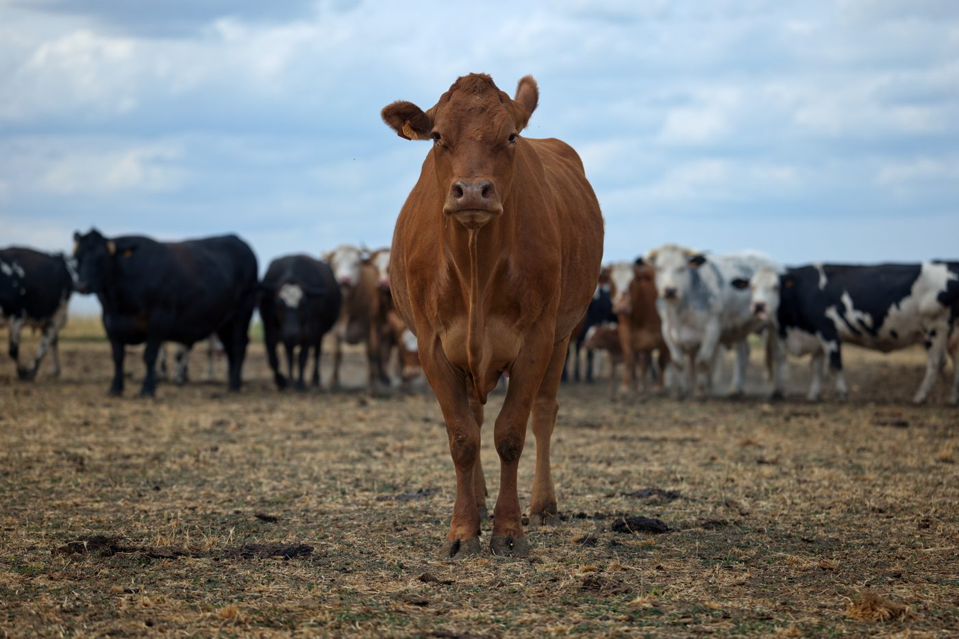 Photo animalière à Lyon — vache rousse face à l'objectif devant son troupeau